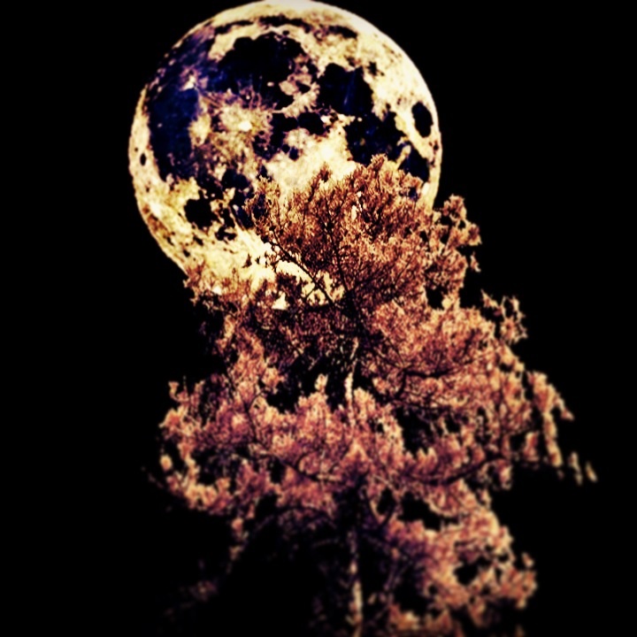 Copyright 2013 c. Leibow